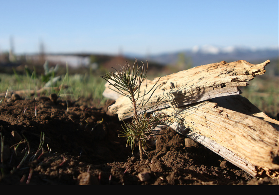 Plant a tree for every product we sell