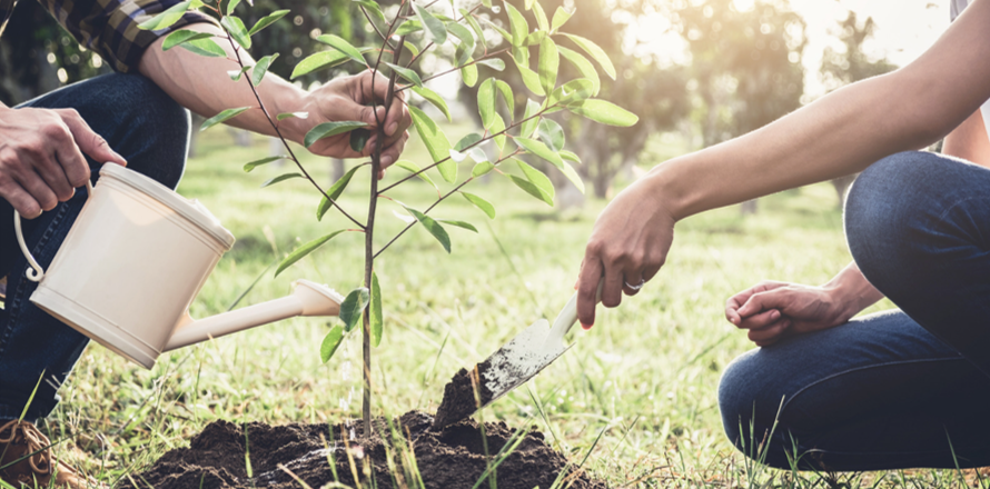 Plant a tree
